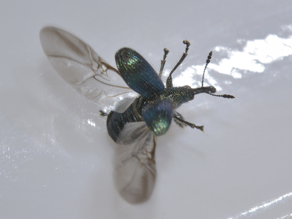 Involvulus o Neocoenorrhinus (Rhynchitidae)